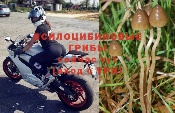 крисы Абаза